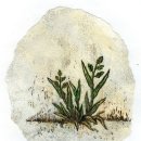 들꽃이야기 이미지