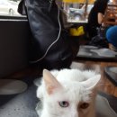 라오스카페 이미지