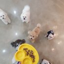 치즈 애견유치원&애견호텔 이미지