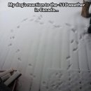 개와 고양이 이미지