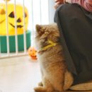 다다다펫그루밍 이미지