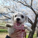 황산애견 이미지