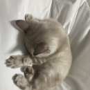 MJ캐터리 이미지