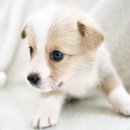 제물포애견 이미지