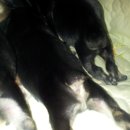 애견종합병원 이미지