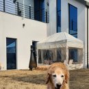 뭉구 애견 이미지