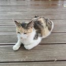 지지배 이미지