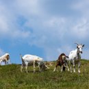 태백한우목장 이미지