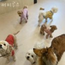 퍼피루스 이미지