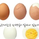 계란 효능 칼로리 부작용 이미지