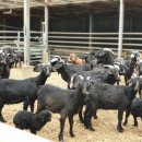 구수 염소농장 이미지