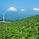 매봉산 바람의언덕 이미지