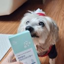솔이펫
