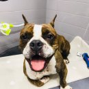 하슬라동물병원 이미지