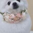 욜랑욜랑 네이버블로그