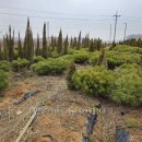 에메랄드그린 이미지