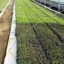 기운농장 이미지