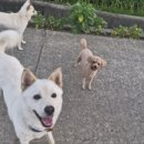 반려견 수제 간식 만들기 이미지