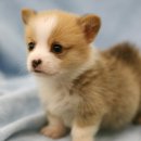 청소년 폭력예방 상담사 2급 이미지