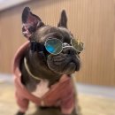 댕스라이프 이미지