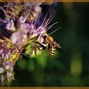 미소로 동물병원 이미지