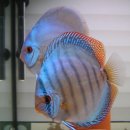 코발트블루 이미지