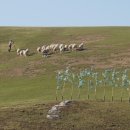 대관령한우타운 이미지