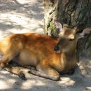 사슴목장 이미지