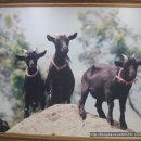 약산흑염소가든 이미지