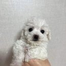 헤이독(HEY-DOG) 이미지