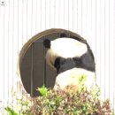 250612 푸바오의 하루(선수핑 공개 1주년)