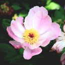 peony