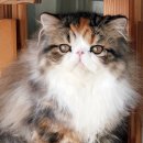 CatFlower