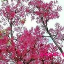 참죽나무 이미지