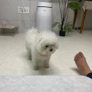 어썸독 | 운정 애견미용 어썸독에서 꼬질이 탈출했어요