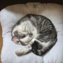 오늘동물병원 | 대구 진천역 위드 동물병원 :: 고양이 스케일링 후기