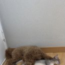 살랑 그루밍 이미지