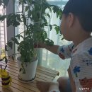 수정열매