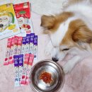 (주)포켄스 | 강아지 간식 포켄스 유기농 과일퓨레 펫디저트 짜먹는 강아지츄르 반려견콩떡이