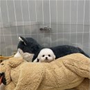 몽냥몽냥 강아지분양 일산점 이미지