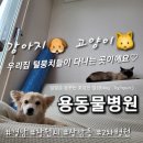 용동물병원 이미지