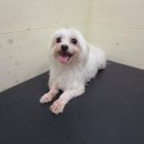 부천핫독 이미지