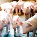 풍일농장 이미지