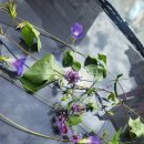 상아약국 이미지