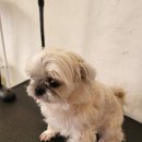 개순이 살롱 이미지