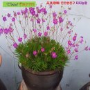 씨앗 이미지
