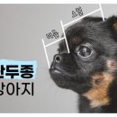 단두종 강아지, 비행기 못 타는 이유는? 이미지