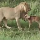 송아지 PC 이미지