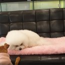 짱이야 애견미용 이미지