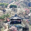 향긋한 매화주 한 잔에 취하다. 이미지